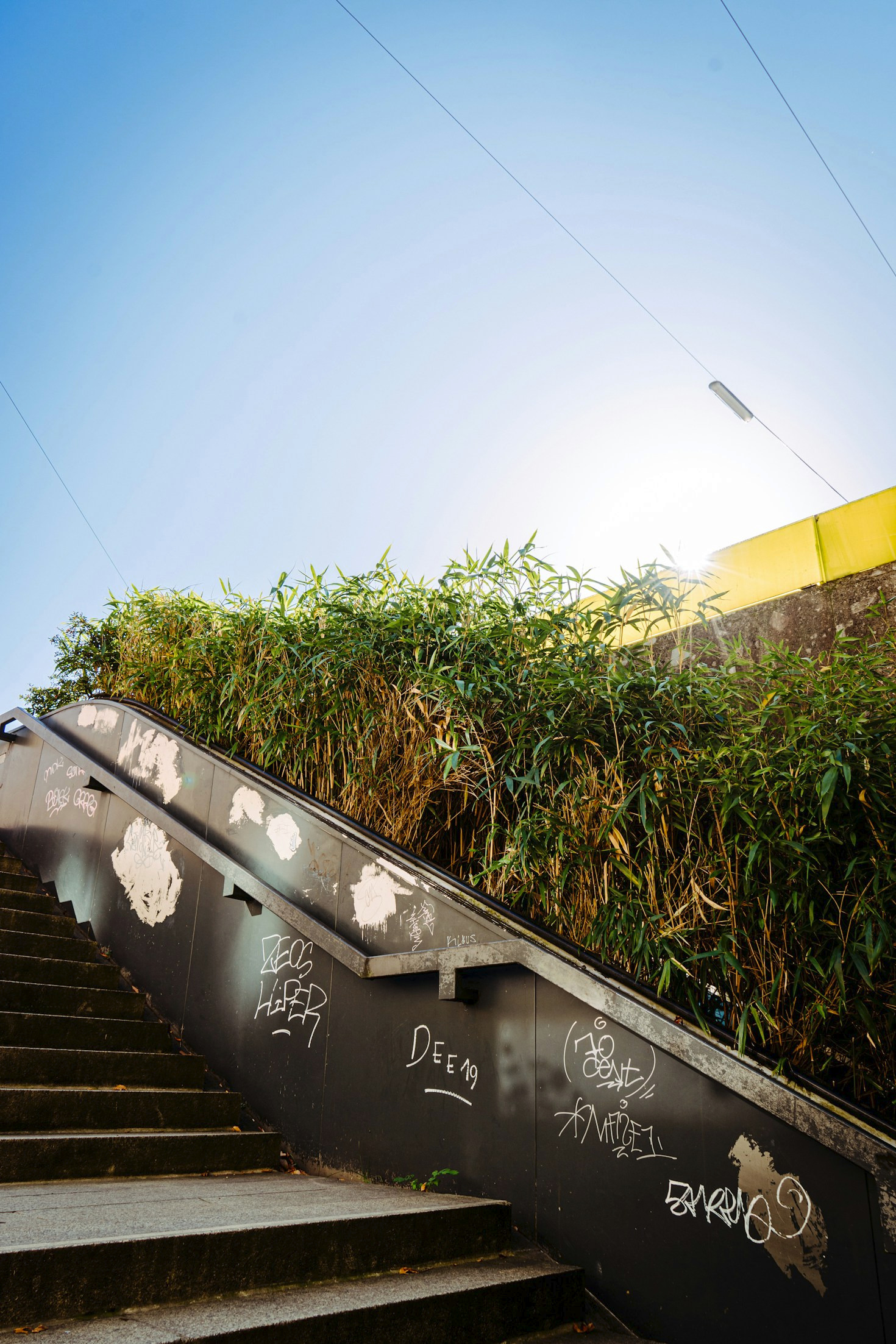 How to Grow Fresh Herbs on Your Windowsill